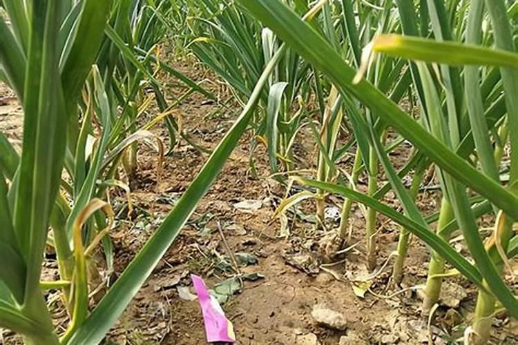 化肥一般是什么颜色？