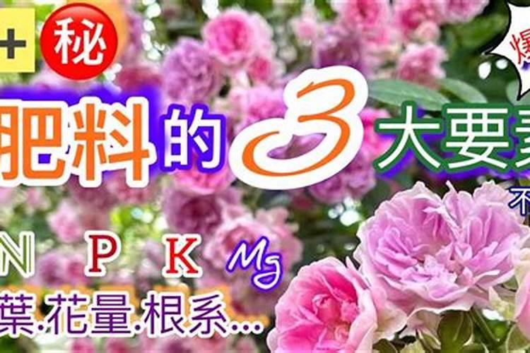 枇杷用什么肥料会让果实更甜