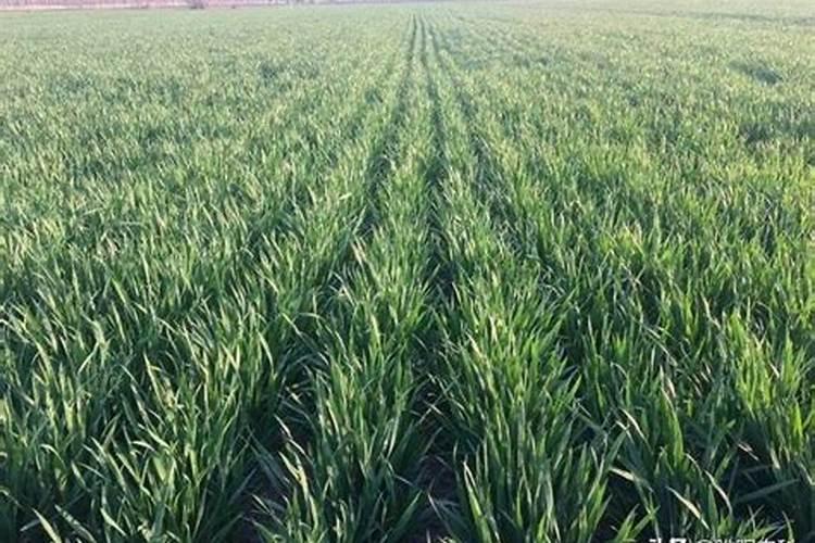 哪些肥料属于氮肥