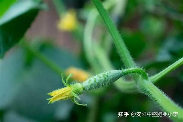 黄瓜用平衡肥好还是高钾肥 黄瓜用什么肥料好