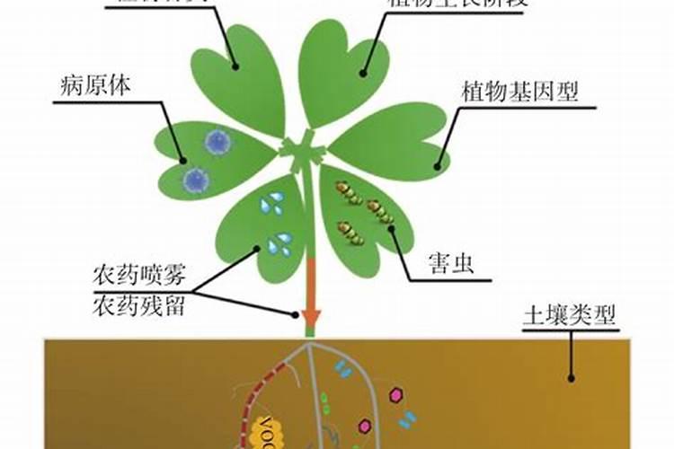 美乐家多种维生素——钙镁片