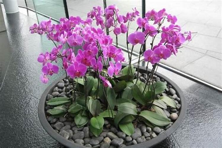 葡萄着色好用哪款水溶肥？大量元素水溶肥葡萄着色专用水溶肥