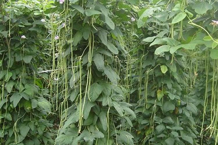 茶油树苗栽培技术要点