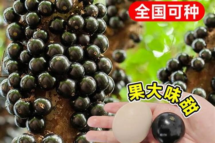 贡菜的种植方法？