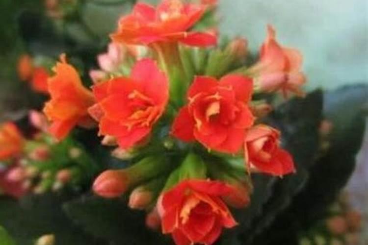 辣椒施什么肥好