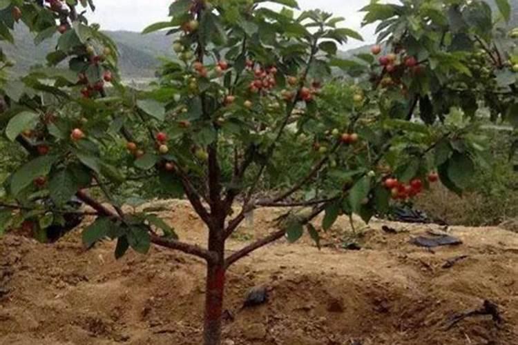 辣椒开花施什么肥适合 可以施加氮肥吗