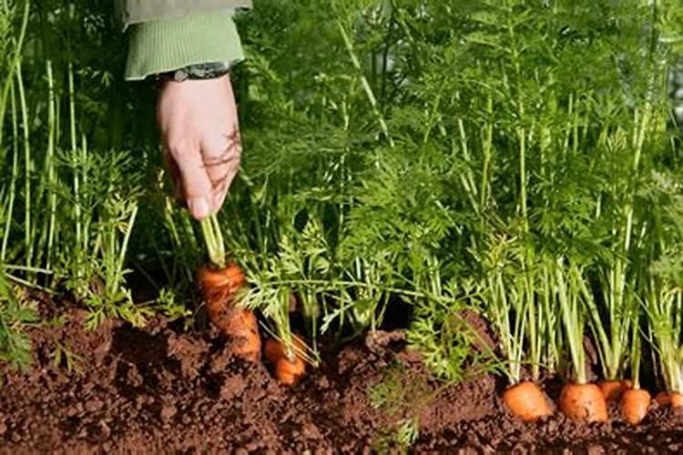 猕猴桃1一3年的幼苗管理