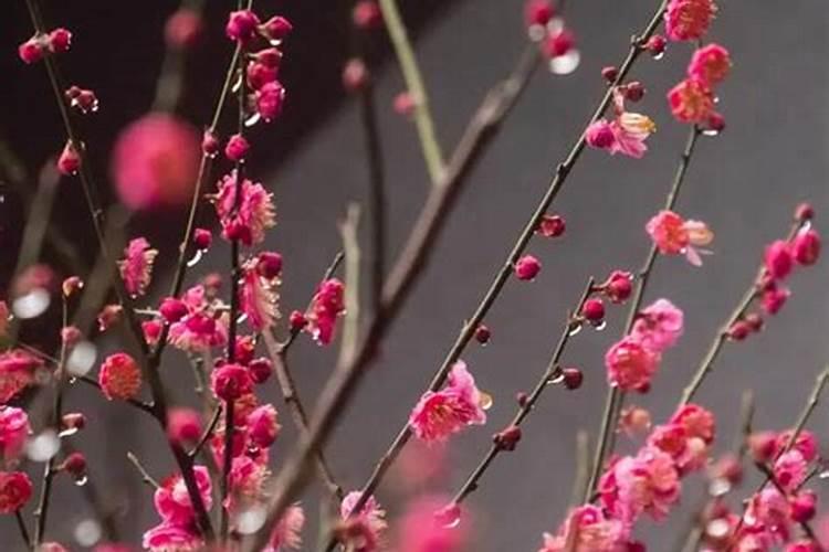 苹果树底肥放什么肥好(底肥施用方法)