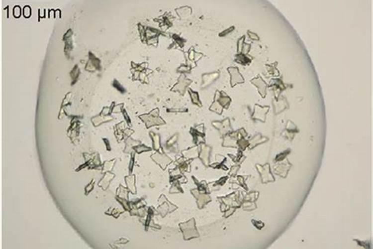 茶花枝条干枯怎么办