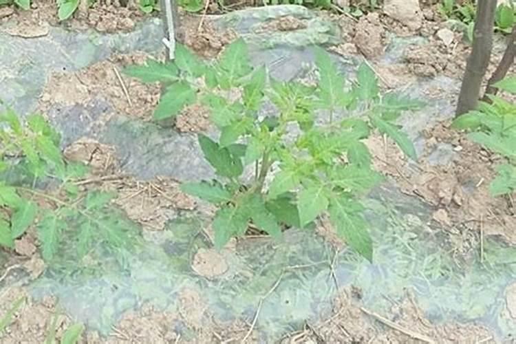 露天晾晒禽畜粪便违法了什么法律法规