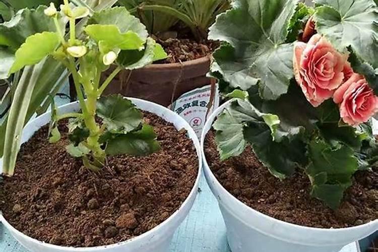 吊兰施肥应该施什么肥料