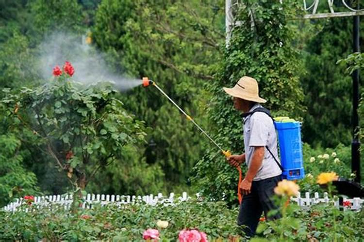 种植中药材的施肥技术 中药材种植用什么肥料好