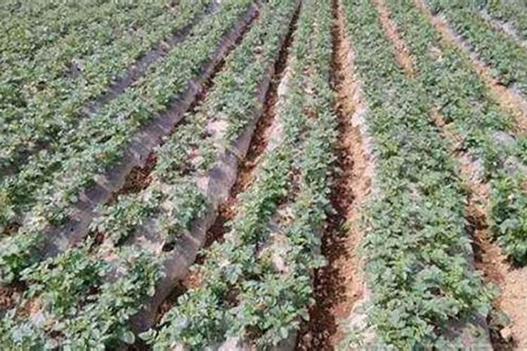 全水溶复合肥与大量元素水溶肥哪个好