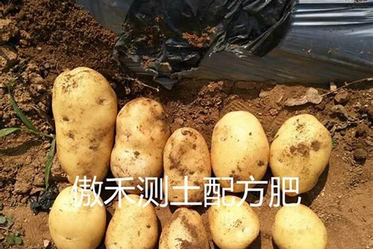 你好,我们老师让我们把马铃薯种在大花盆里了,然后又买来磷二铵让我们...