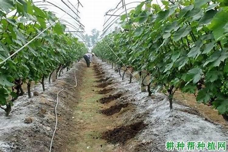 葡萄花期用什么肥料 从而提高植株的坐果率
