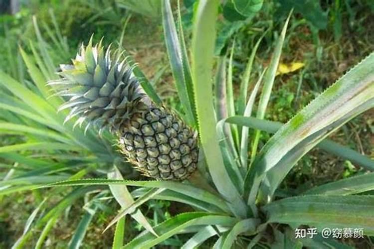 大量元素水溶肥料和含氨基酸水溶肥拌种