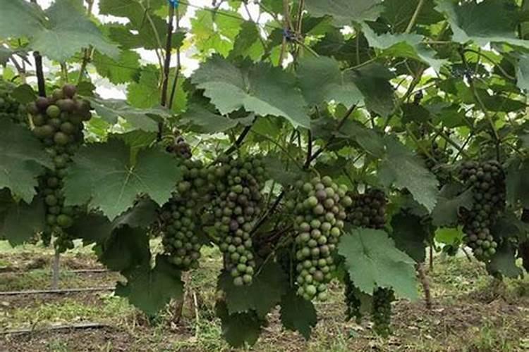 葡萄生长期用哪种肥料合适？葡萄增甜专用叶面肥怎么用？