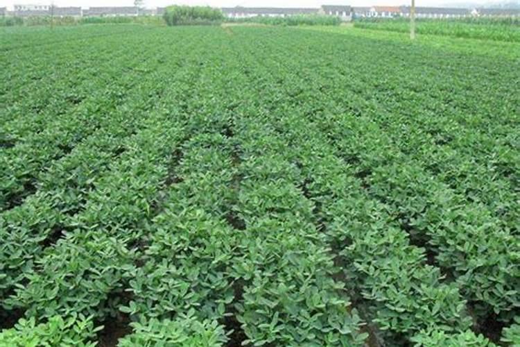 沙糖桔该几月份放钾肥 沙糖桔什么时候放钾肥