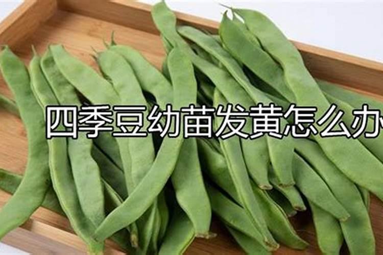 小金豆种植高产管理技术