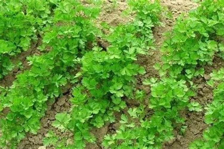 种香菜用什么肥料