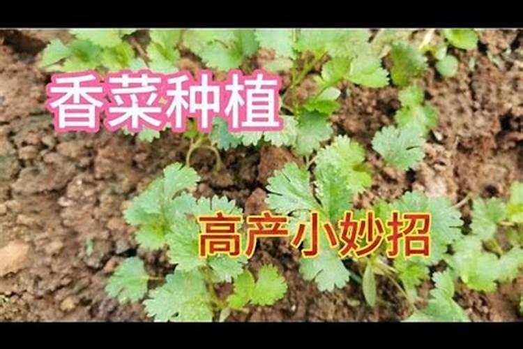 香菜怎么追肥啊,用什么含量的好