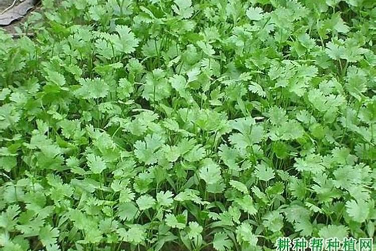 室内种香菜用什么肥料