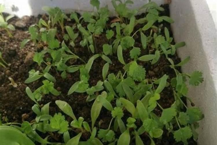 香菜用什么土方法施肥最好