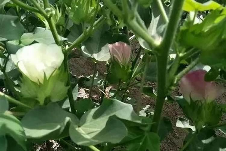 露天花菜种植时间和方法