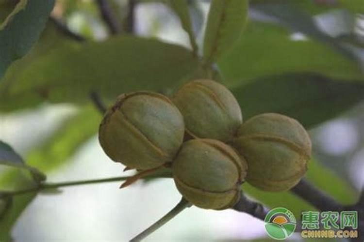 烤烟种植技术与方法