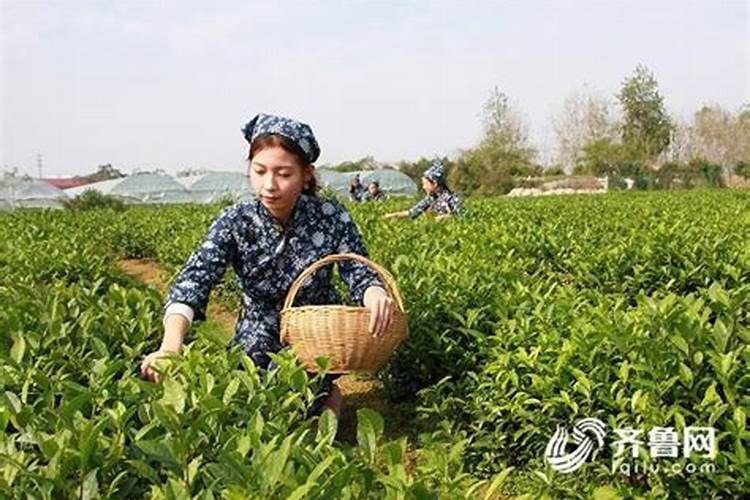 茶酒按什么法规管理