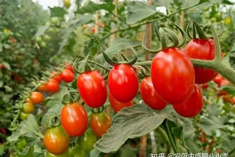 小番茄中期上什么肥料最好？
