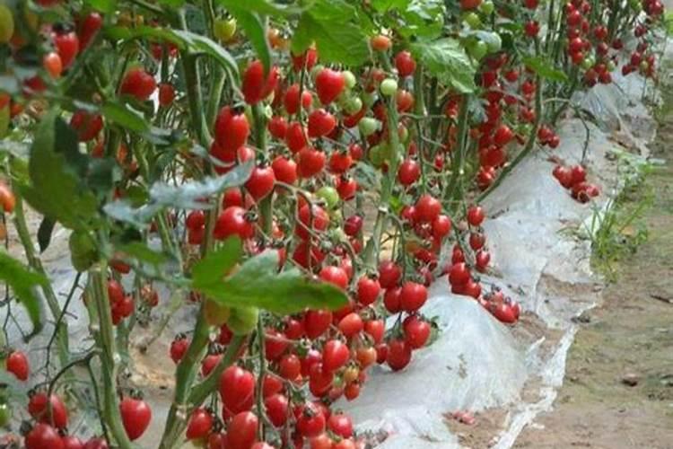 下雨天大棚玫瑰花里面打药可以吗