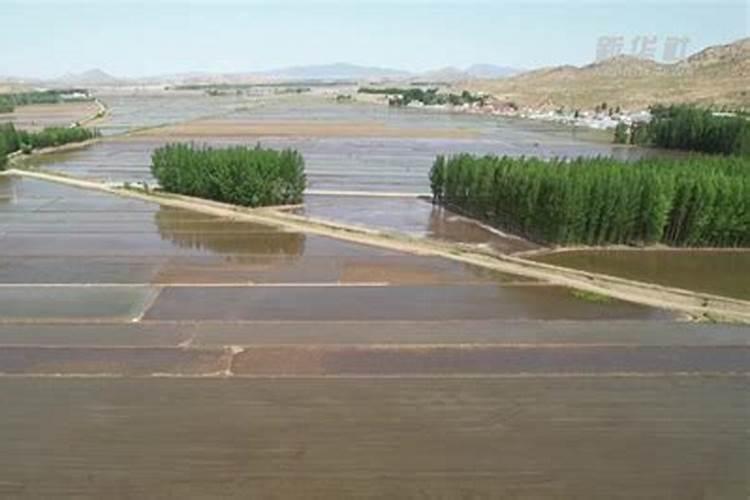 如何给蝴蝶兰喷叶面肥