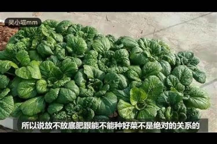 种菜需要什么肥料 种菜需要什么肥料好