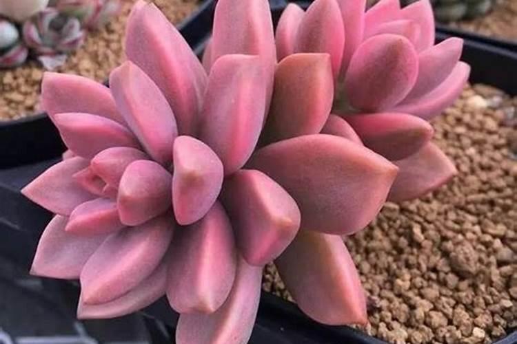 多肉植物适合多久施肥 多肉植物何时需要施肥