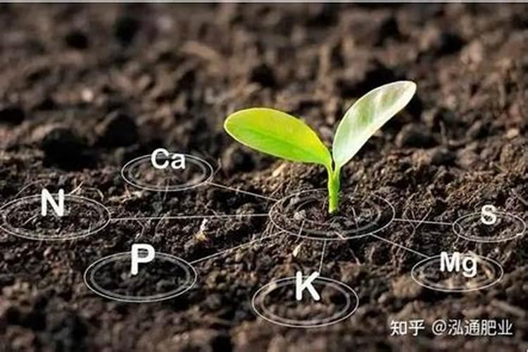 磷肥钾肥植物多长时间了能吸收