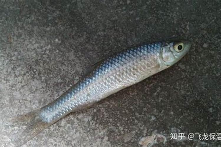 小麦扬花期有几天？