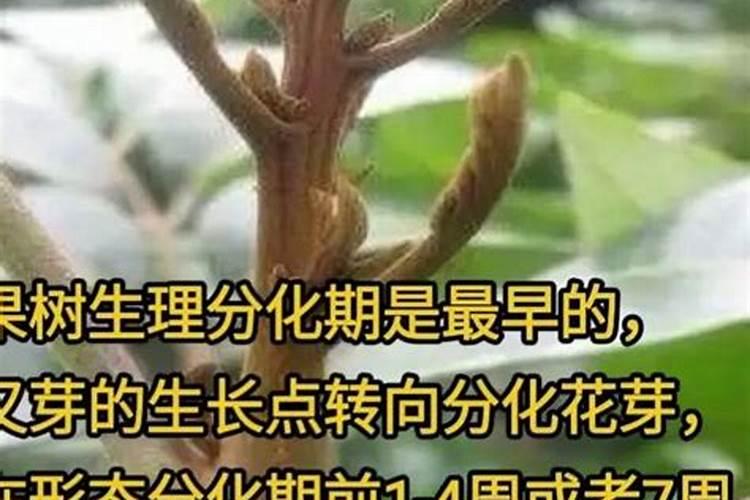 高磷水溶肥什么时候用？