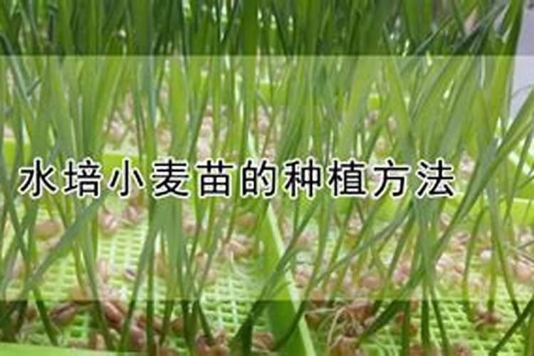 小麦后期喷什么微肥增产增重？