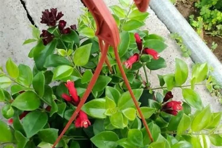 口红吊兰缺钙怎么办