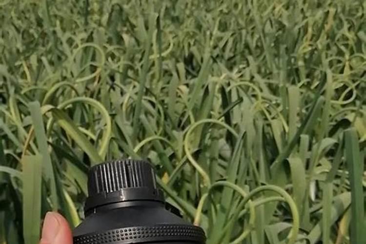 辣椒苗期施什么肥最好