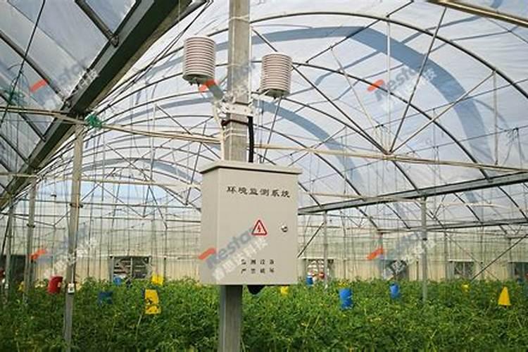 红掌养护适合懒人用的肥