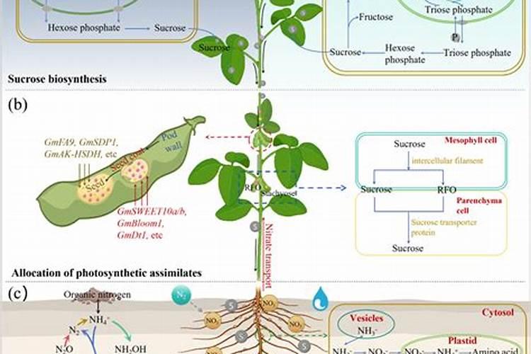 中国人的第三次主粮革命:工业时代的作物大增产