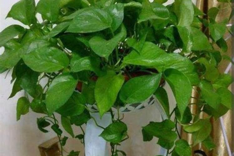 除草剂唑嘧磺草胺使用方法