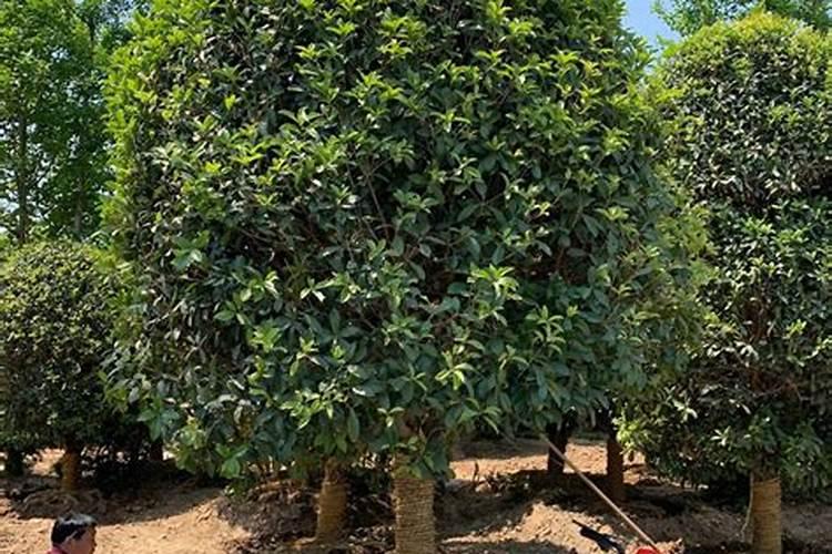 天津一诺园林绿化工程有限公司怎么样？