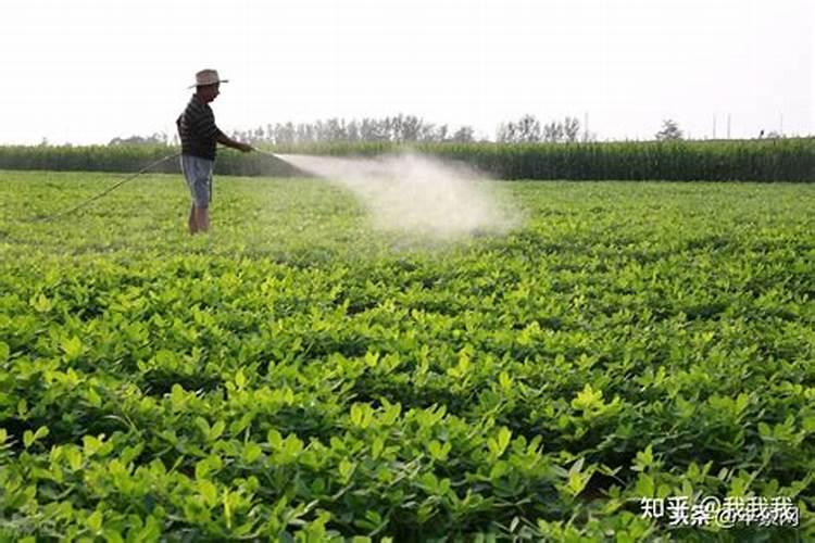八月份果树施什么肥好 注意事项有哪些