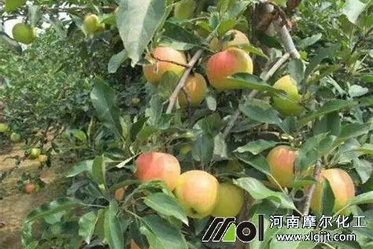 果树用硫酸钾与氯化钾哪个好