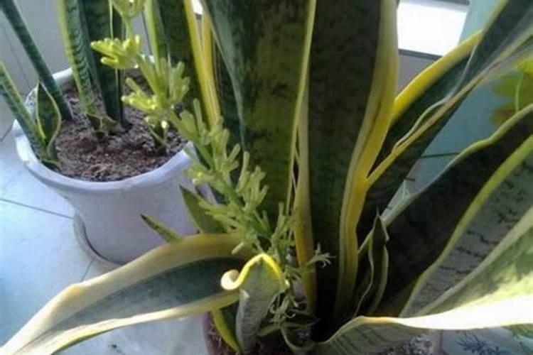 磷肥不溶于水怎样被植物吸收