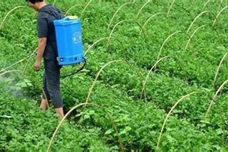 小麦贪青晚熟怎么办