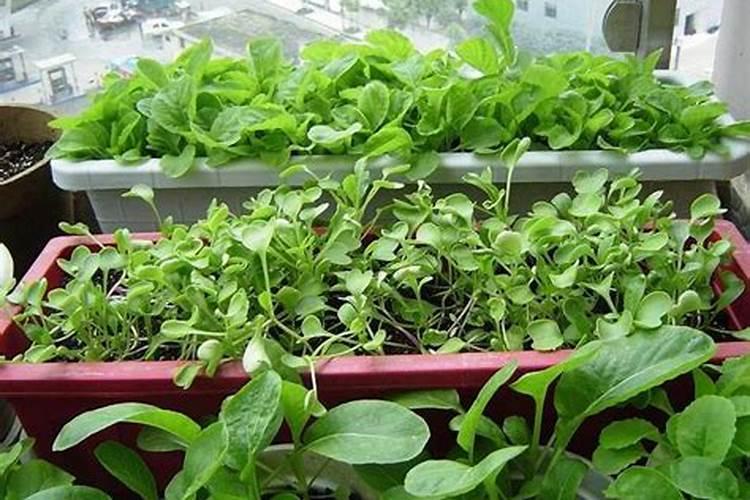 清水种菜喷什么药最旺叶子